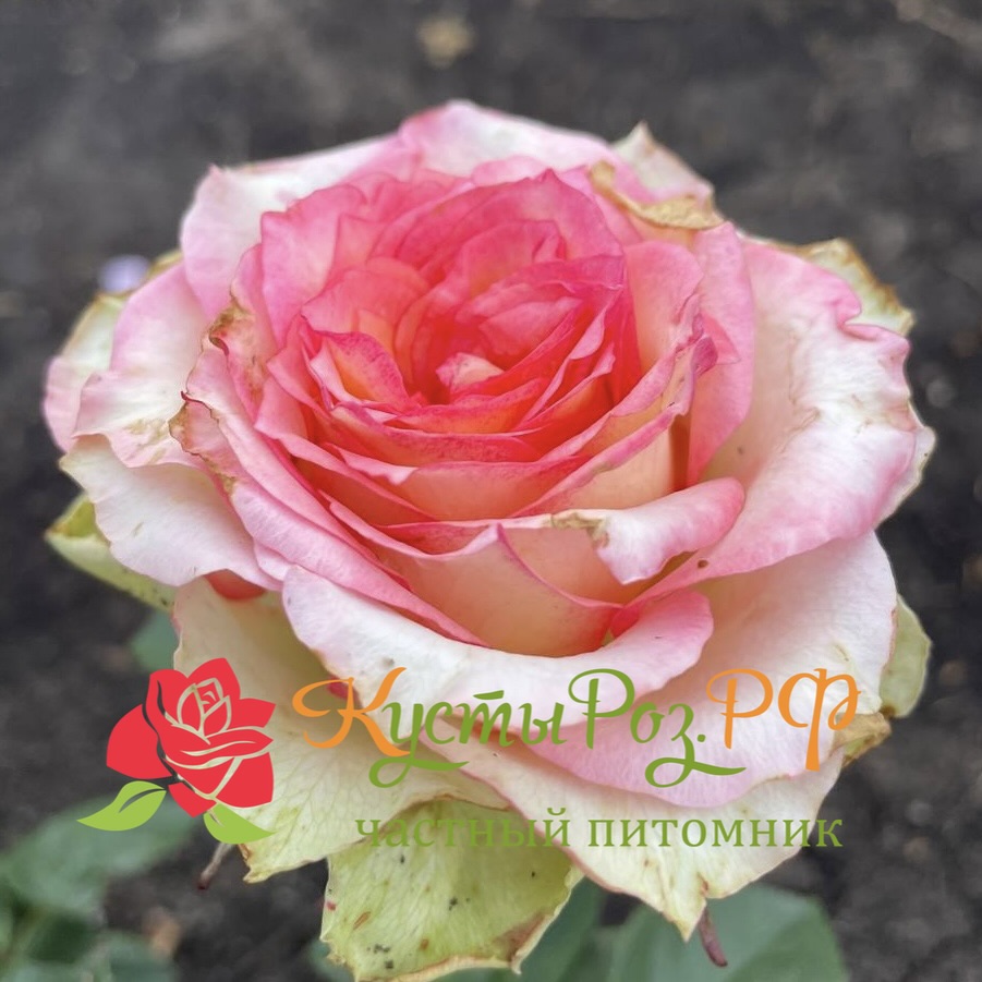 Остров Карибия (Island Caribia) в Нижнем Новгороде