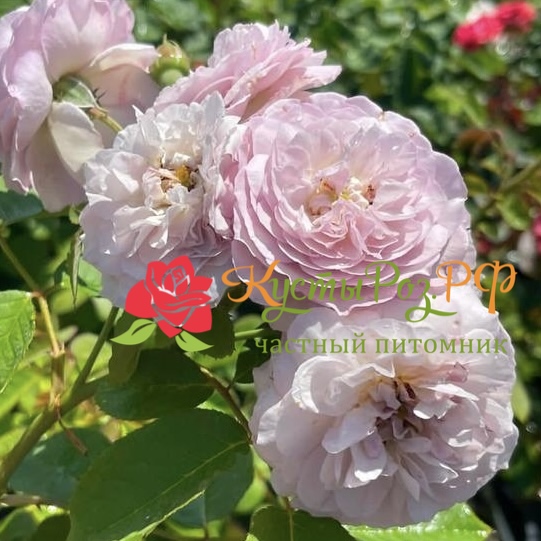 Флоранс Делатре (Florence Delattre) в Нижнем Новгороде