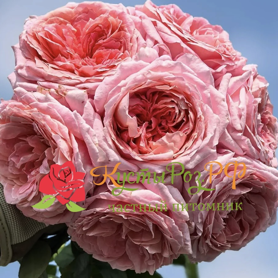 Анна-Софи Пик (Anne-Sophie Pic) в Нижнем Новгороде