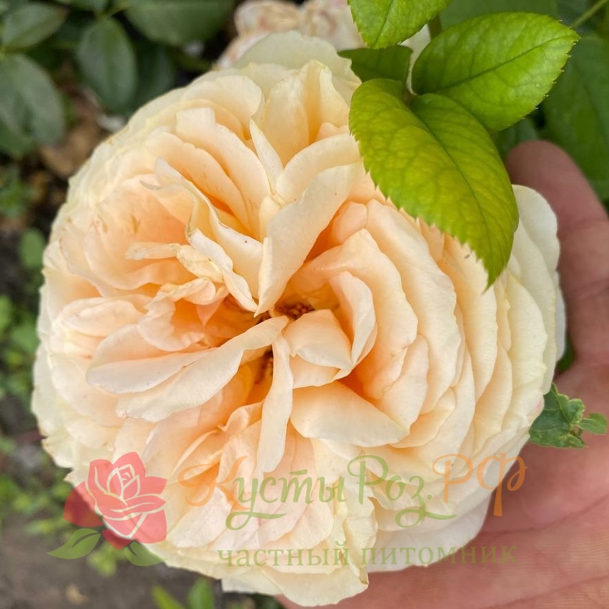 Кэндилайт (Candlelight ) в Нижнем Новгороде