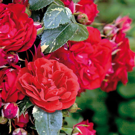 Эли Семун ( Elie Semoun) в Нижнем Новгороде