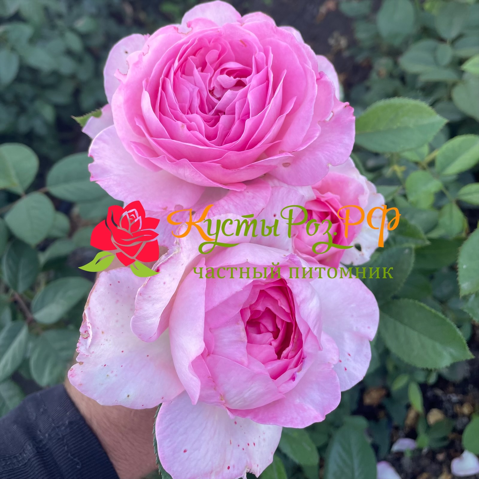 Мануэла Шультейс (Manuela Schultheis) в Нижнем Новгороде