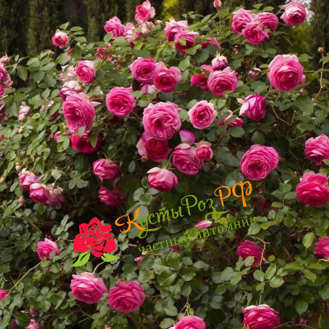Цикламен Пьер де Ронсар (Cyclamen Pierre de Ronsard) в Нижнем Новгороде