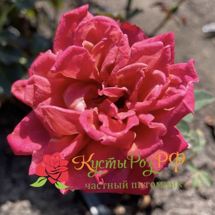 Ча-Ча (Cha-Cha) в Нижнем Новгороде