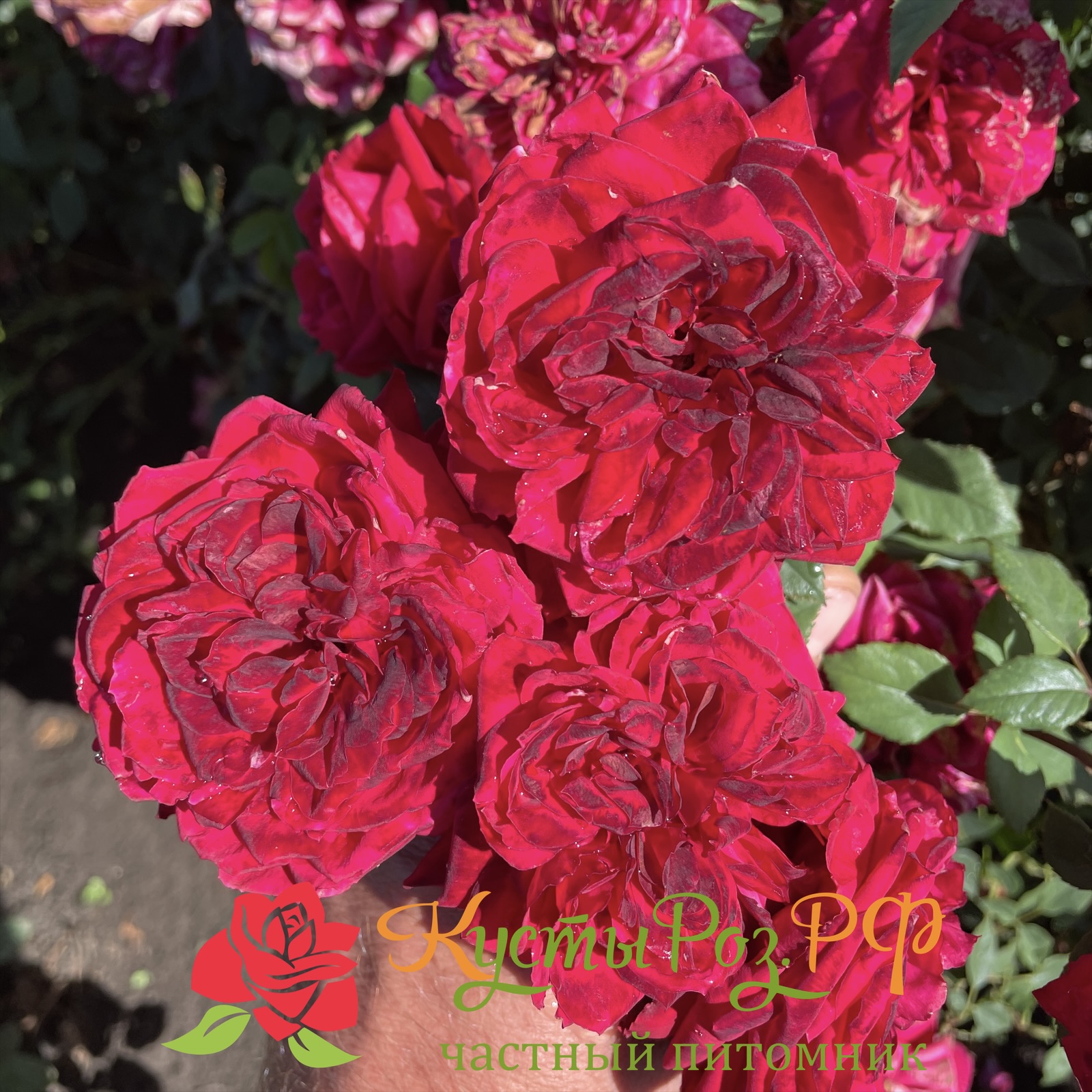 Майра Хот Пинк (Mayra’s Hot Pink) в Нижнем Новгороде