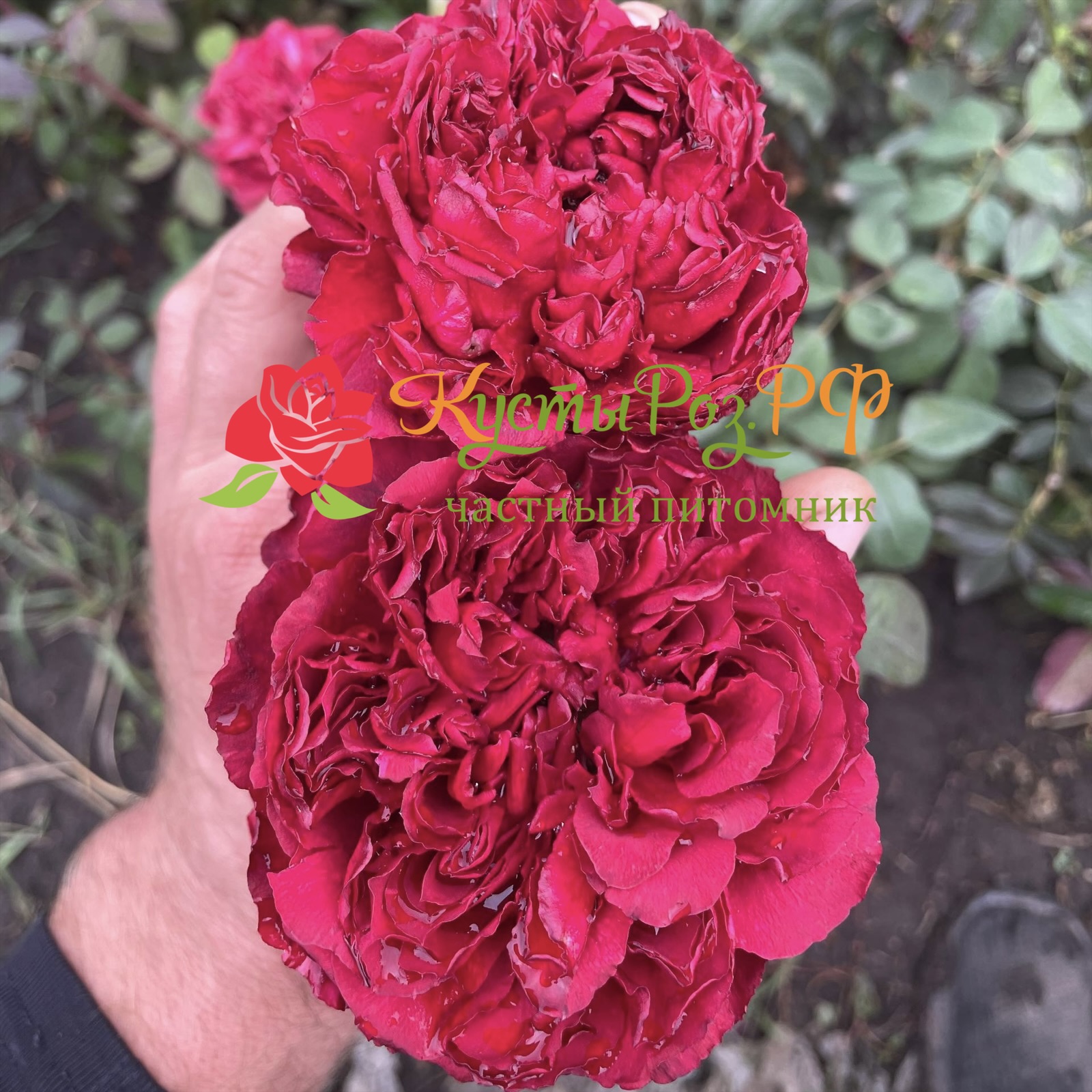 Распберри Элеганс в Нижнем Новгороде