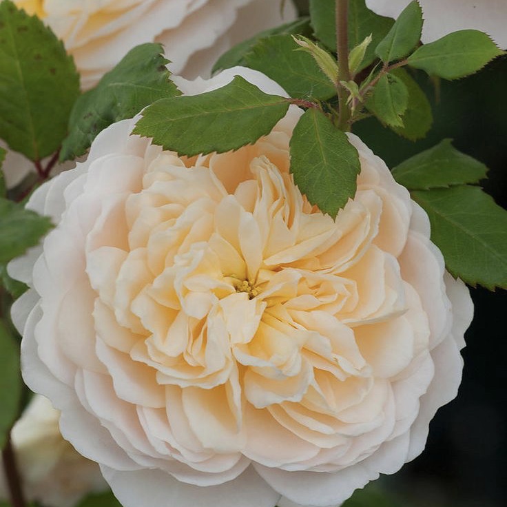 Крокус роуз (Crocus Rose) в Нижнем Новгороде