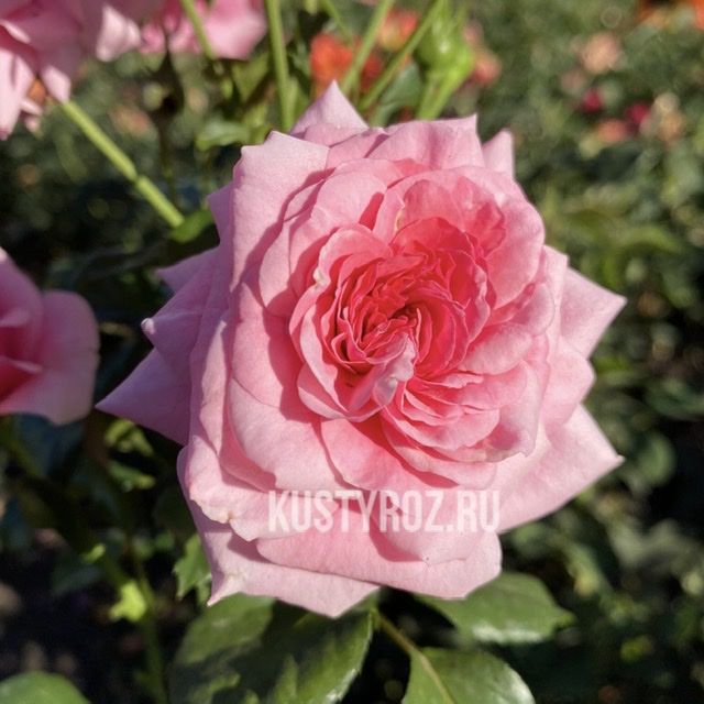 Дорошенхлосс Сабабург  (Sababurg) в Нижнем Новгороде