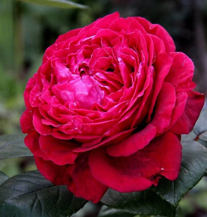 Ля Роз де Кватрэ Вен  ( Rose des 4 Vents) в Нижнем Новгороде
