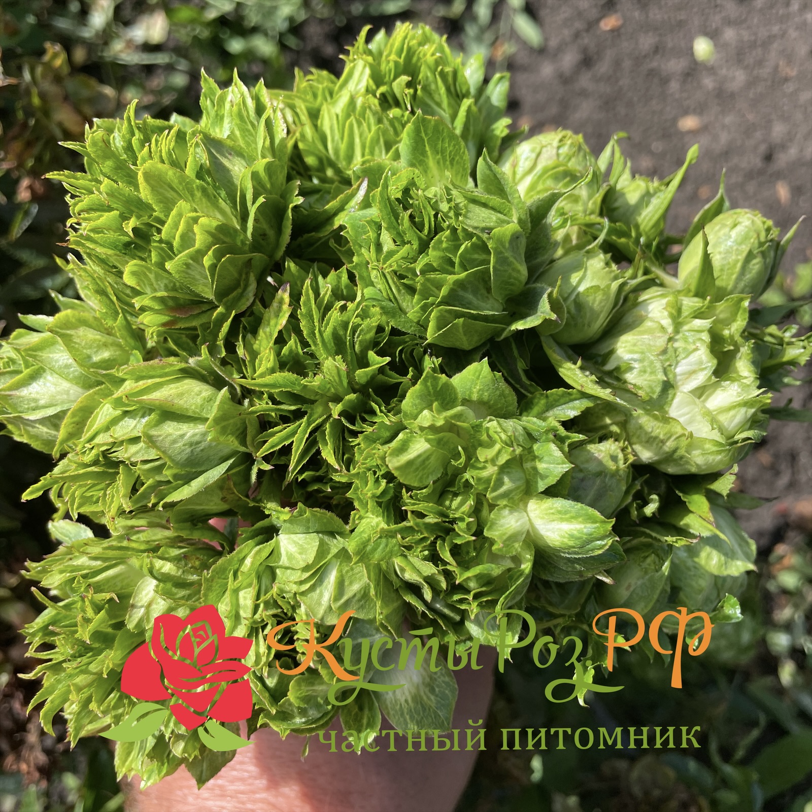 Мидори в Нижнем Новгороде