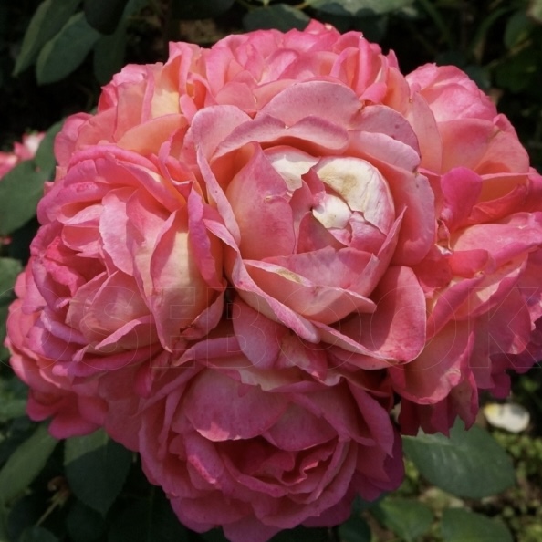 Роза шато де вамаркус фото и описание