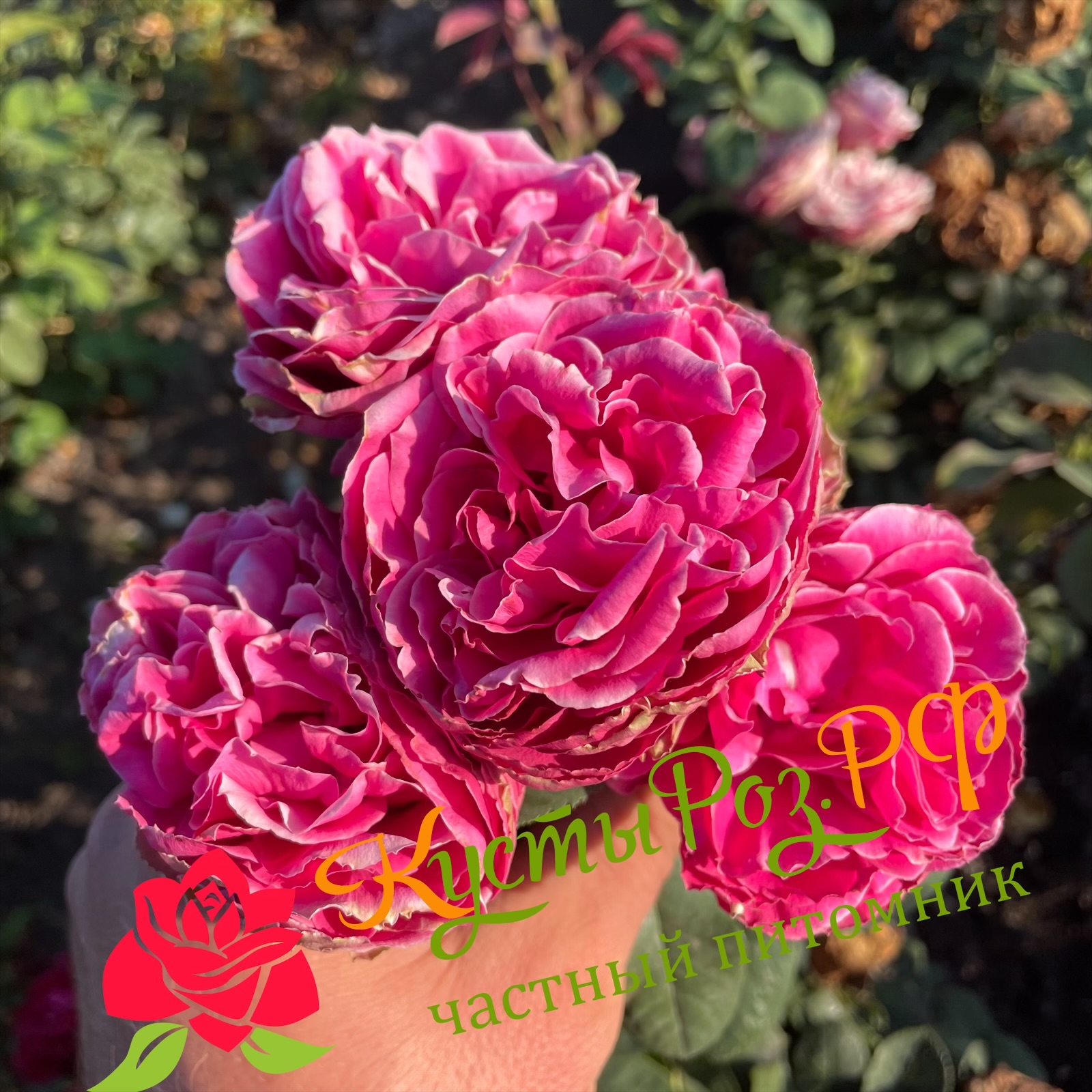 Хот Пинк Лейс (Hot Pink Lace) в Нижнем Новгороде