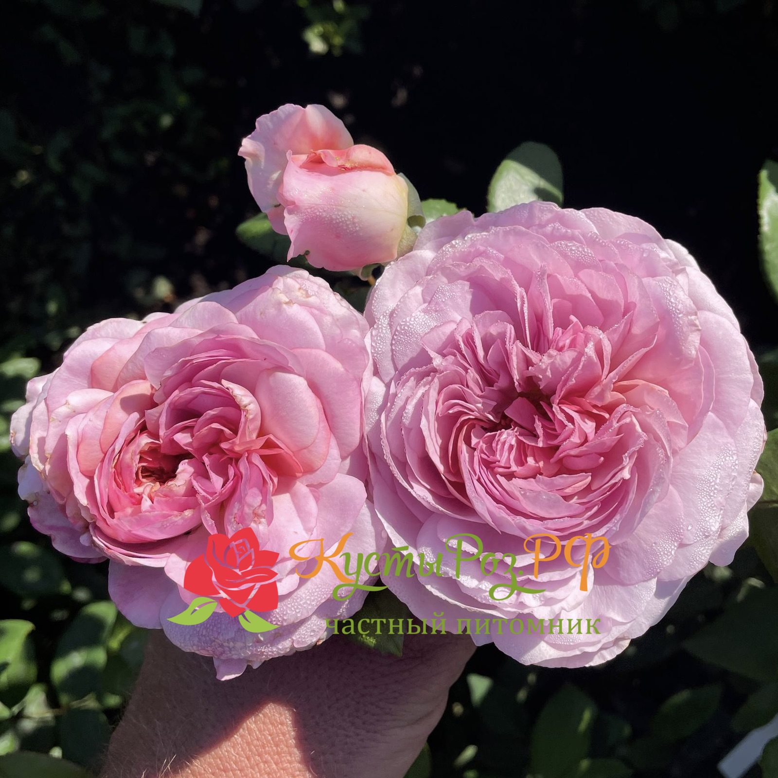 Зе Прайд (The Pride) в Нижнем Новгороде