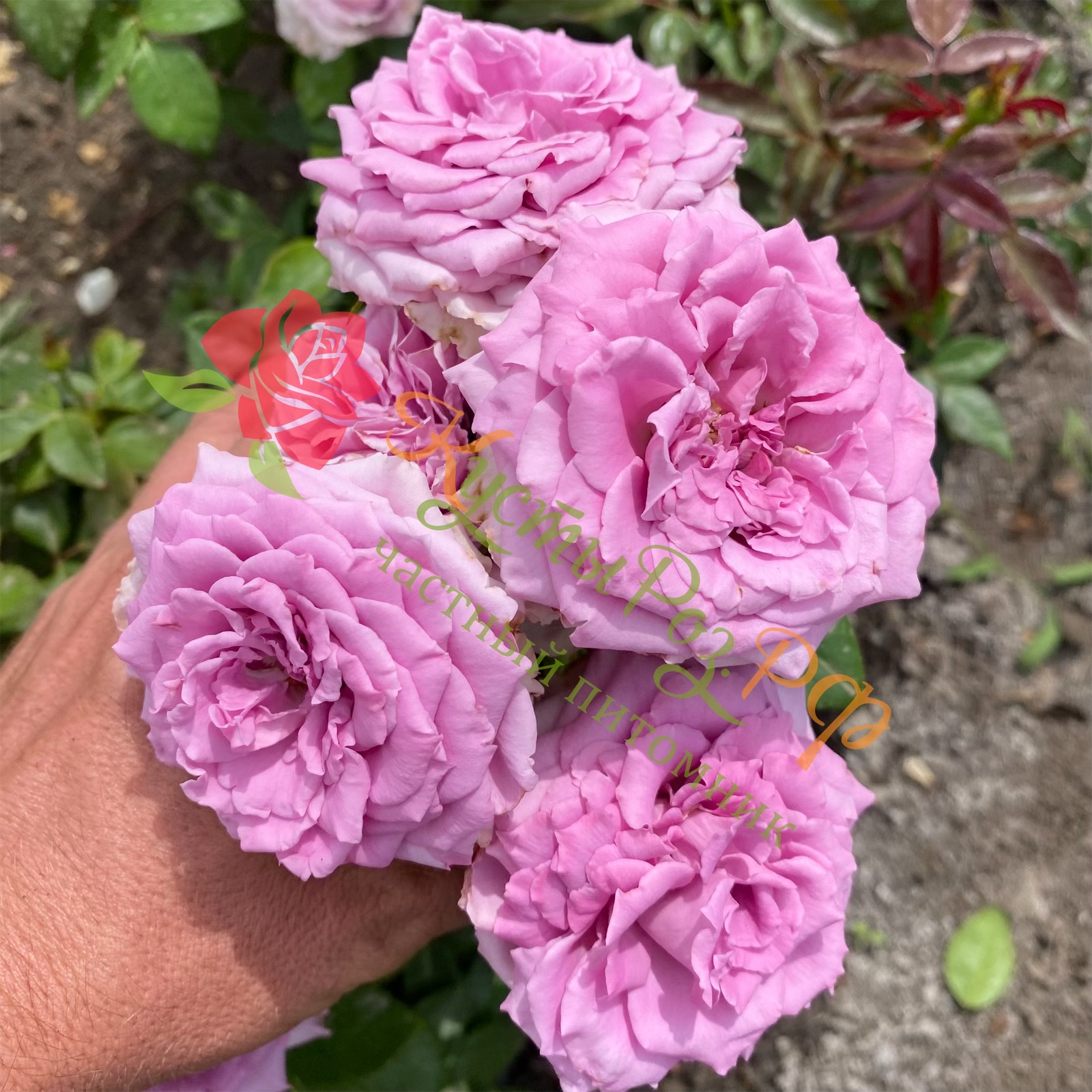 Сиреневый Туман (Lilac Fog) в Нижнем Новгороде