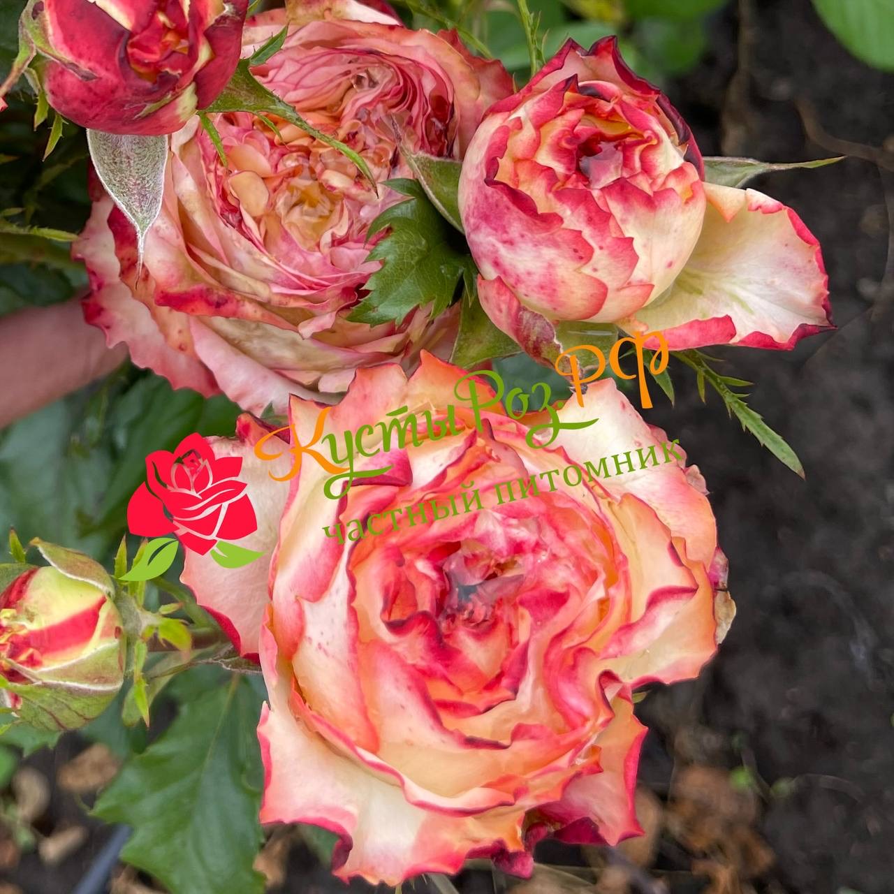 Миракулос (Miraculous) в Нижнем Новгороде