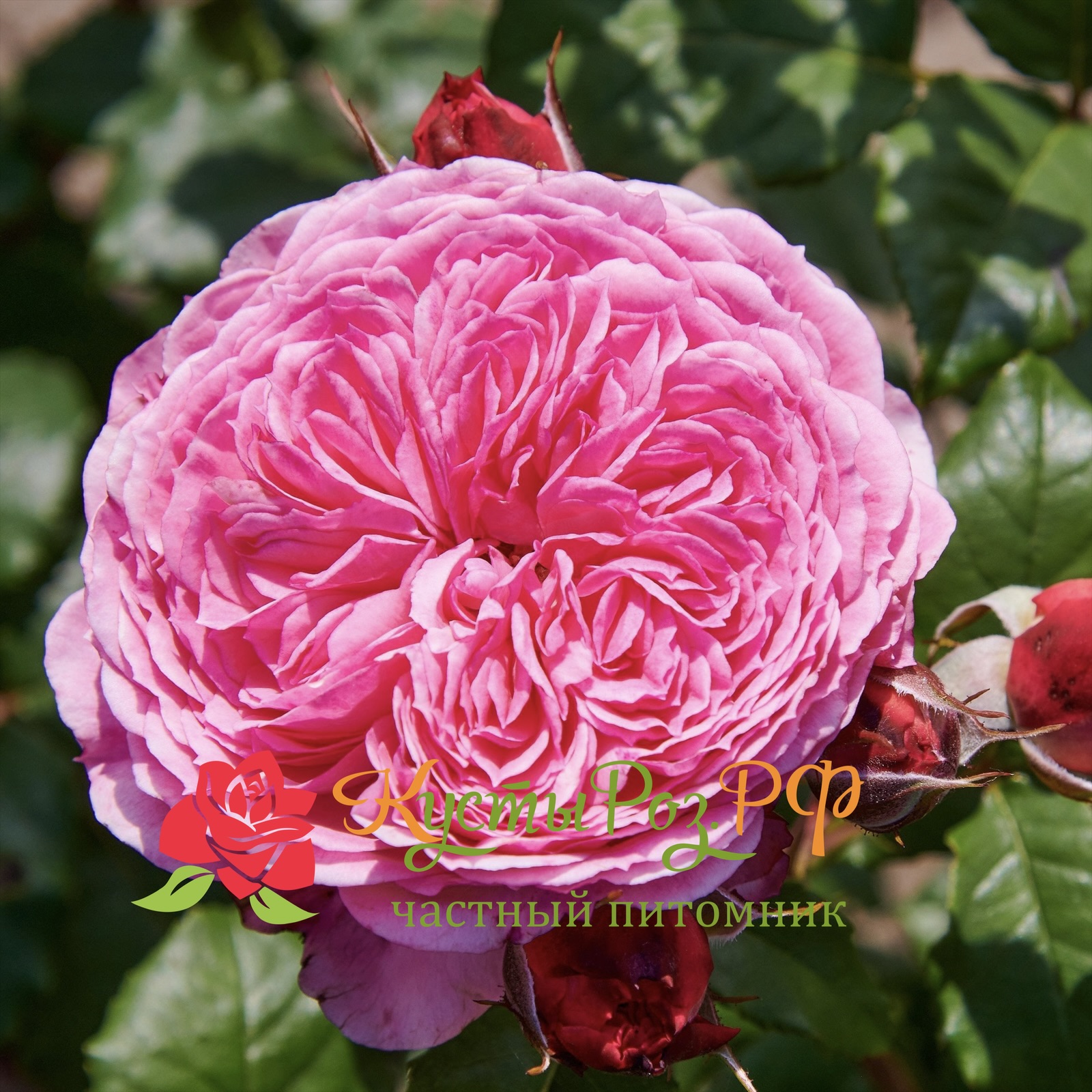 Тео Клеверс (Theo Clevers) в Нижнем Новгороде