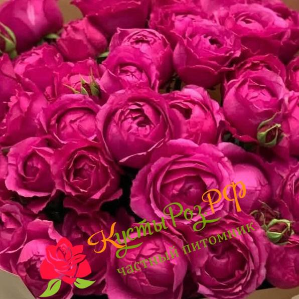 Рич Бабблз (Rich Bubbles) в Нижнем Новгороде