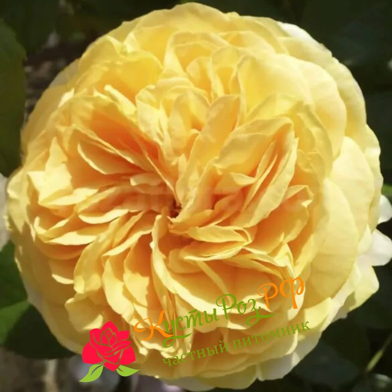 Чиппендейл Голд (Chippendale Gold) в Нижнем Новгороде