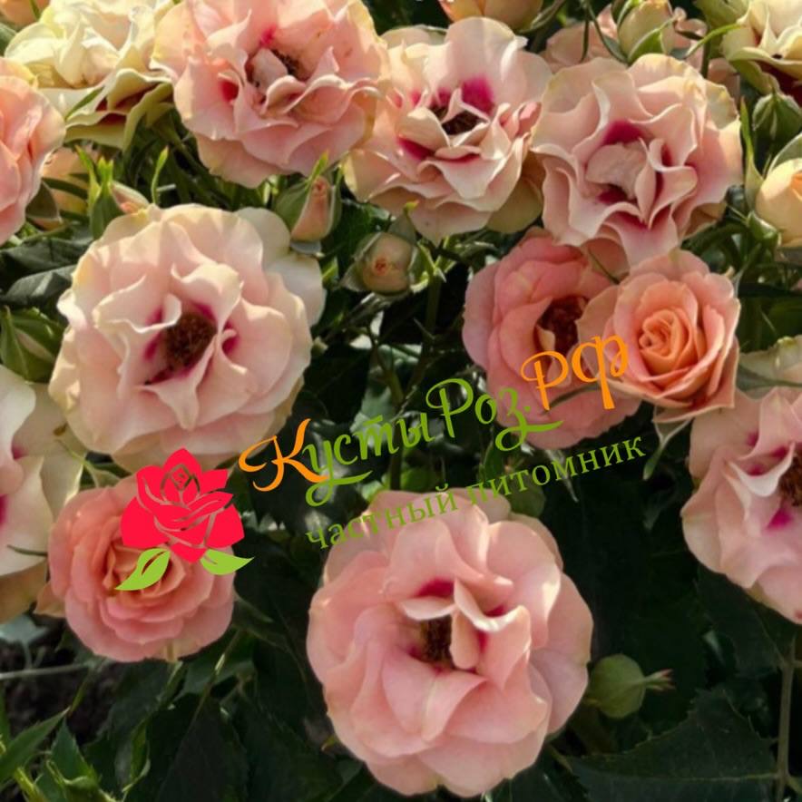 Шираз (Shiraz) в Нижнем Новгороде