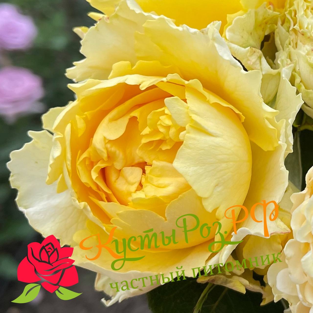 Каралуна Голд (Caraluna Gold) в Нижнем Новгороде