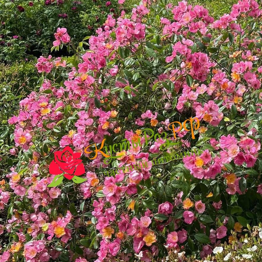 Плезантри (Plaisanterie) в Нижнем Новгороде