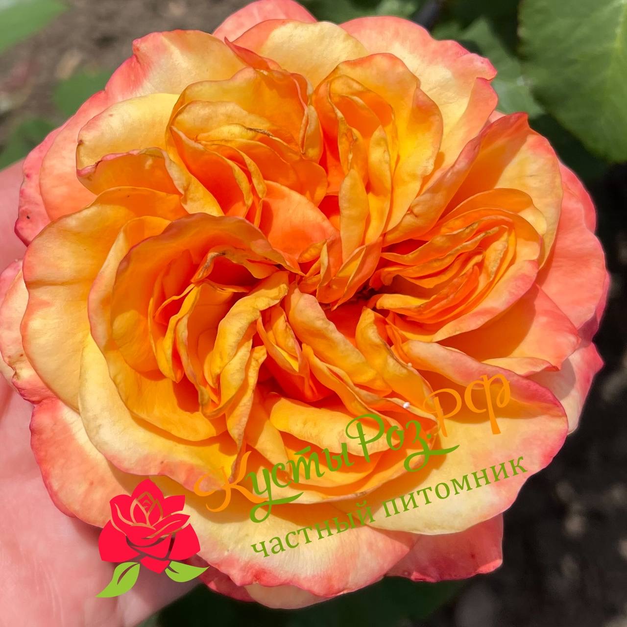 Хелл Оранж (Hell Orange) в Нижнем Новгороде