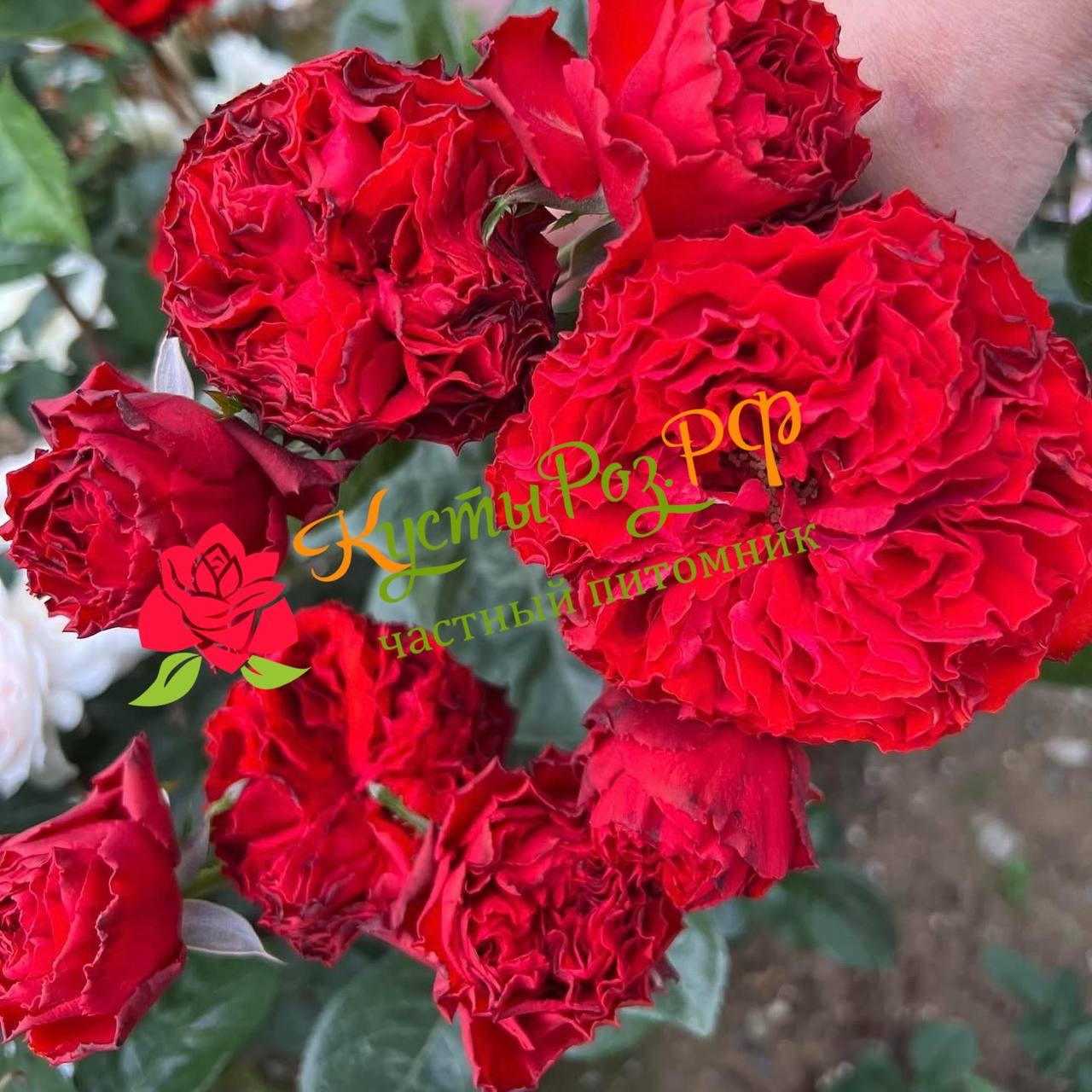 Самарканда (Samarcanda) в Нижнем Новгороде