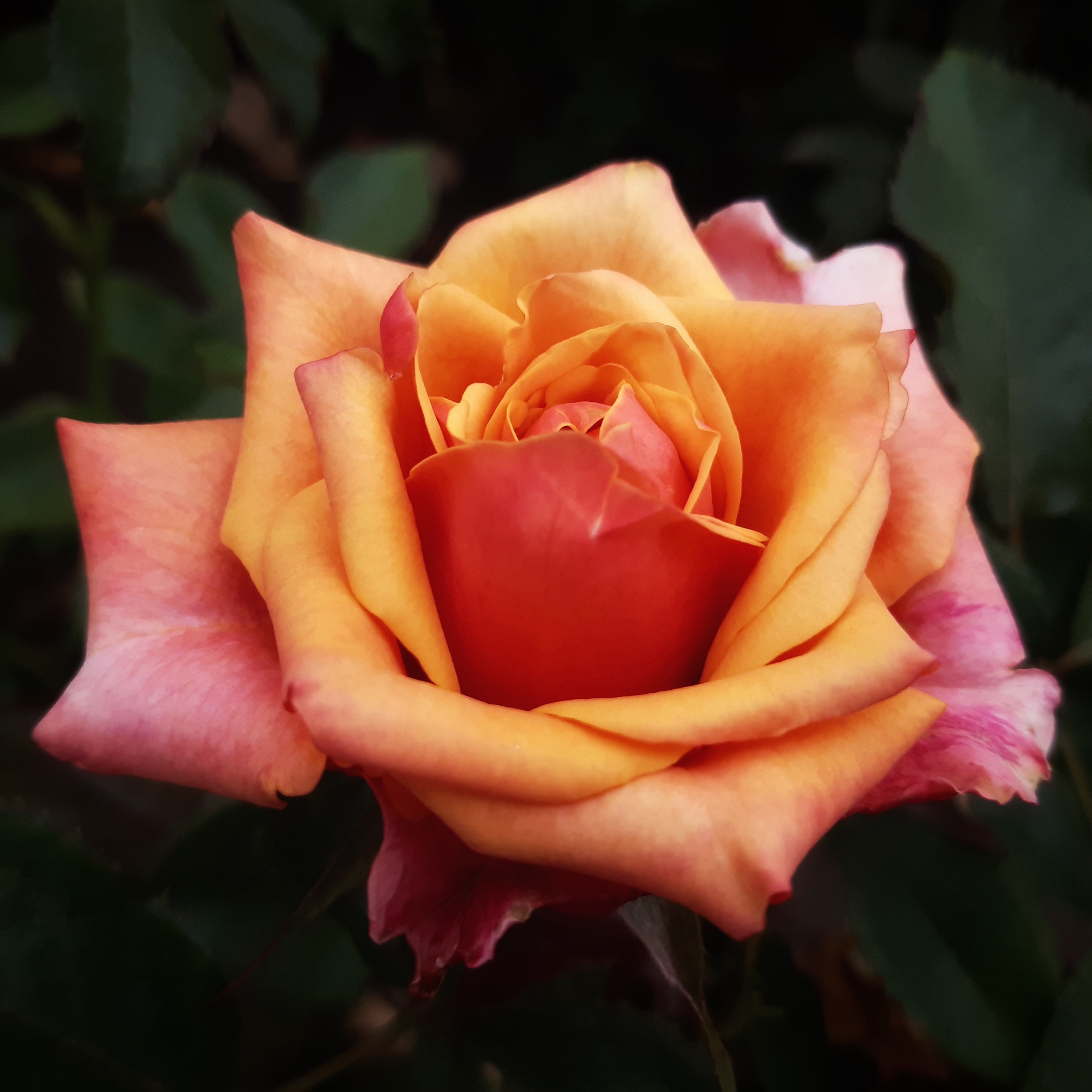 Роза чайно-гибридная черри бренди