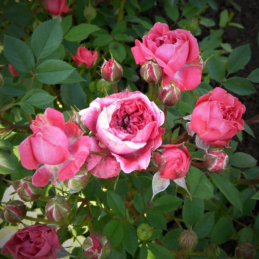 Купить Розы Почвопокровные Саженцы В Интернет Магазине