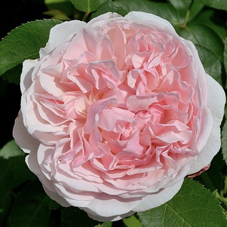 Сейнт Суитун в Нижнем Новгороде