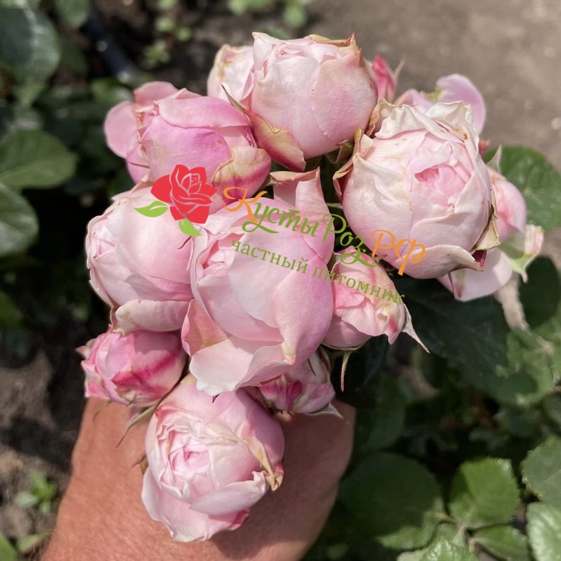 Сильва Пинк (SILVA PINK) в Нижнем Новгороде